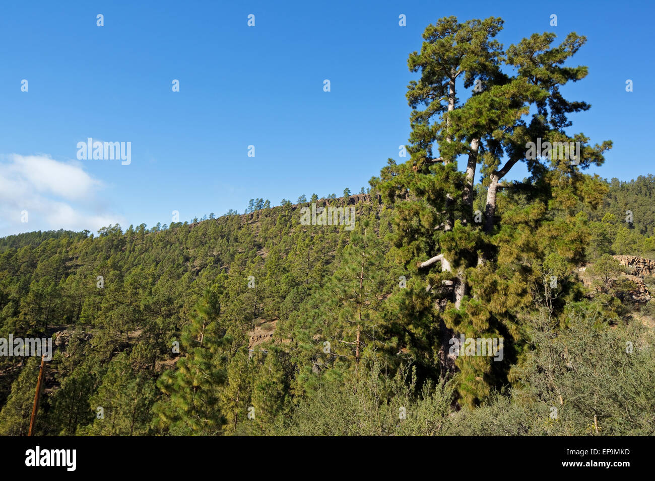 Big Canarian pine (Pinus canariensis), endemic for the Canary Island, 45 m tall, circumference 9, 36 m, Vilaflor, Tenerife Stock Photo