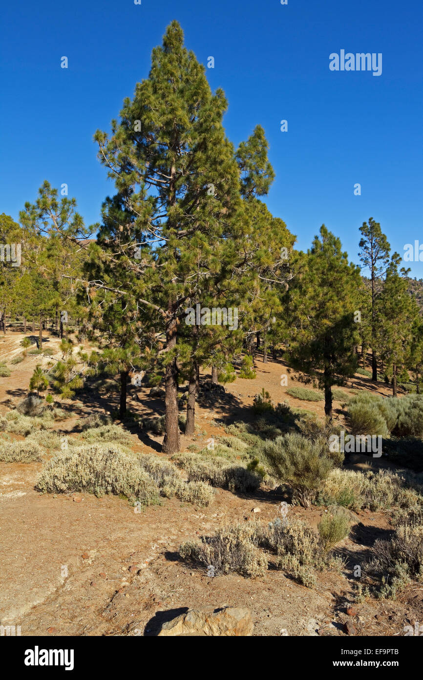 Canarian pine (Pinus canariensis), endemic for the Canary Island, Las Lajas, Corona Forestal Natural, Tenerife, Stock Photo