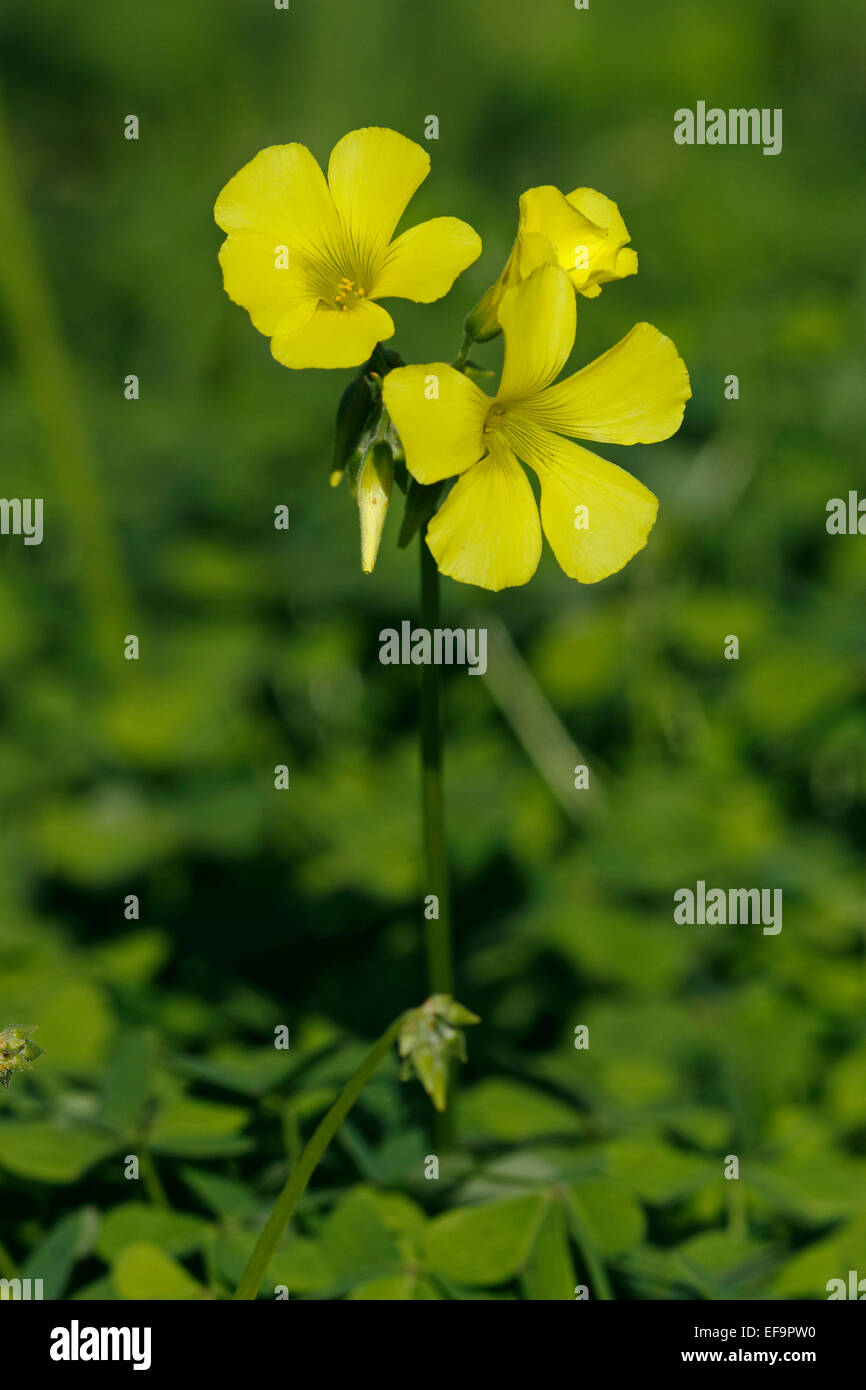 Flowering Bermuda buttercup (Oxalis pes-caprae). Invasive species, Tenerife Stock Photo