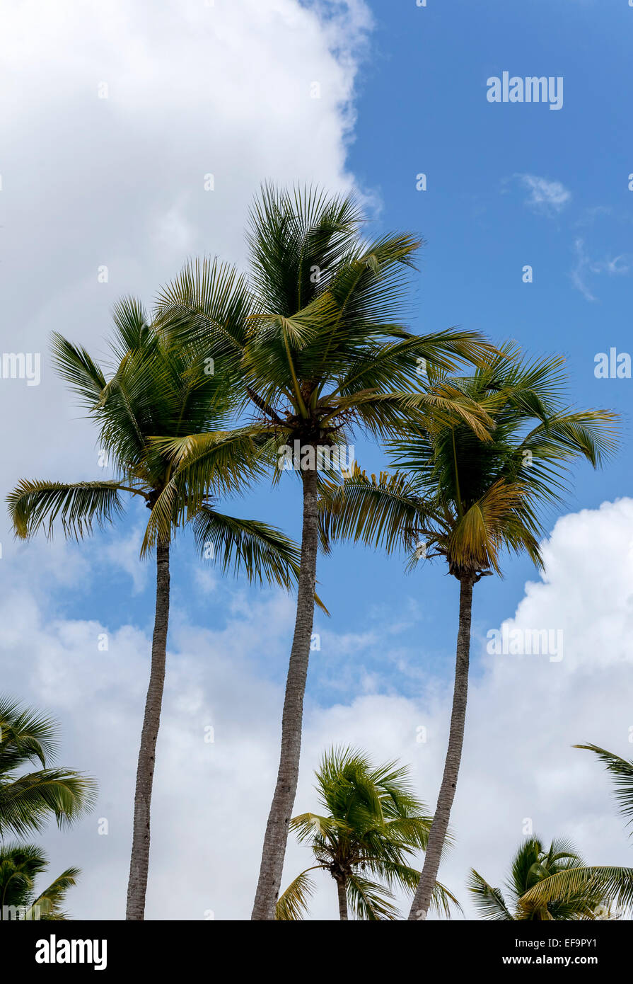 Cocos Nucifera Palms in Santo Domingo Stock Photo