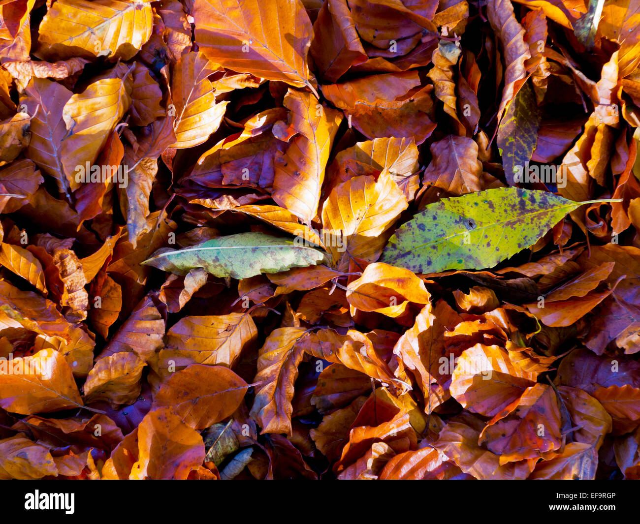 Close up view of autumn leaves on the ground with golden colours Stock ...