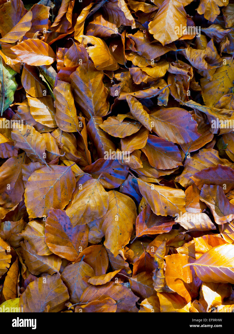 Close up view of autumn leaves on the ground with golden colours Stock Photo