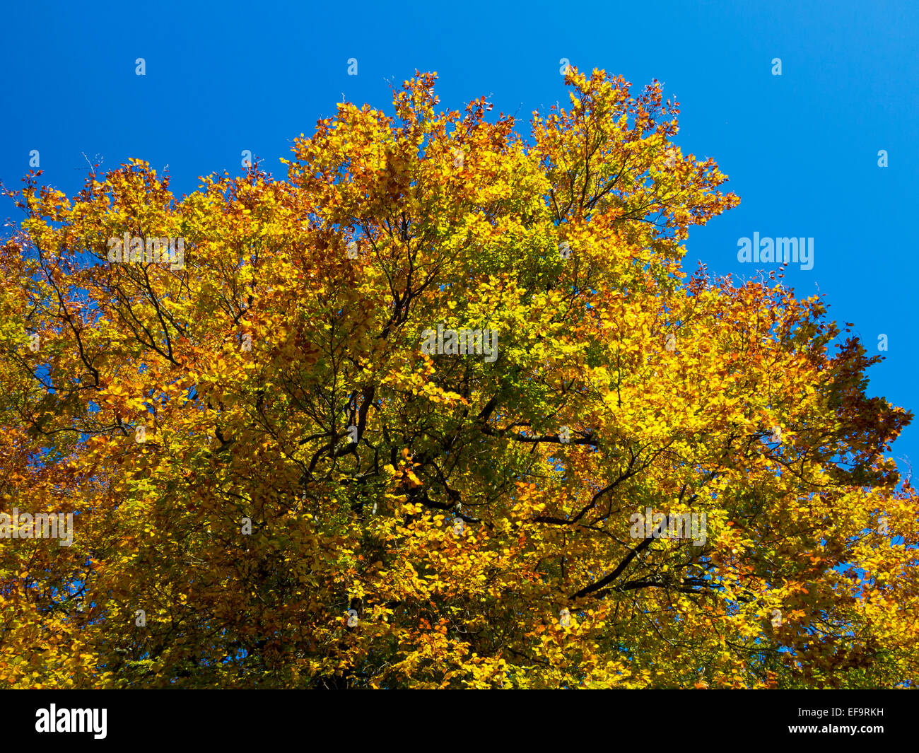 View looking up at branches of a tree in autumn sunshine with leaves showing golden colours against a clear blue sky Stock Photo