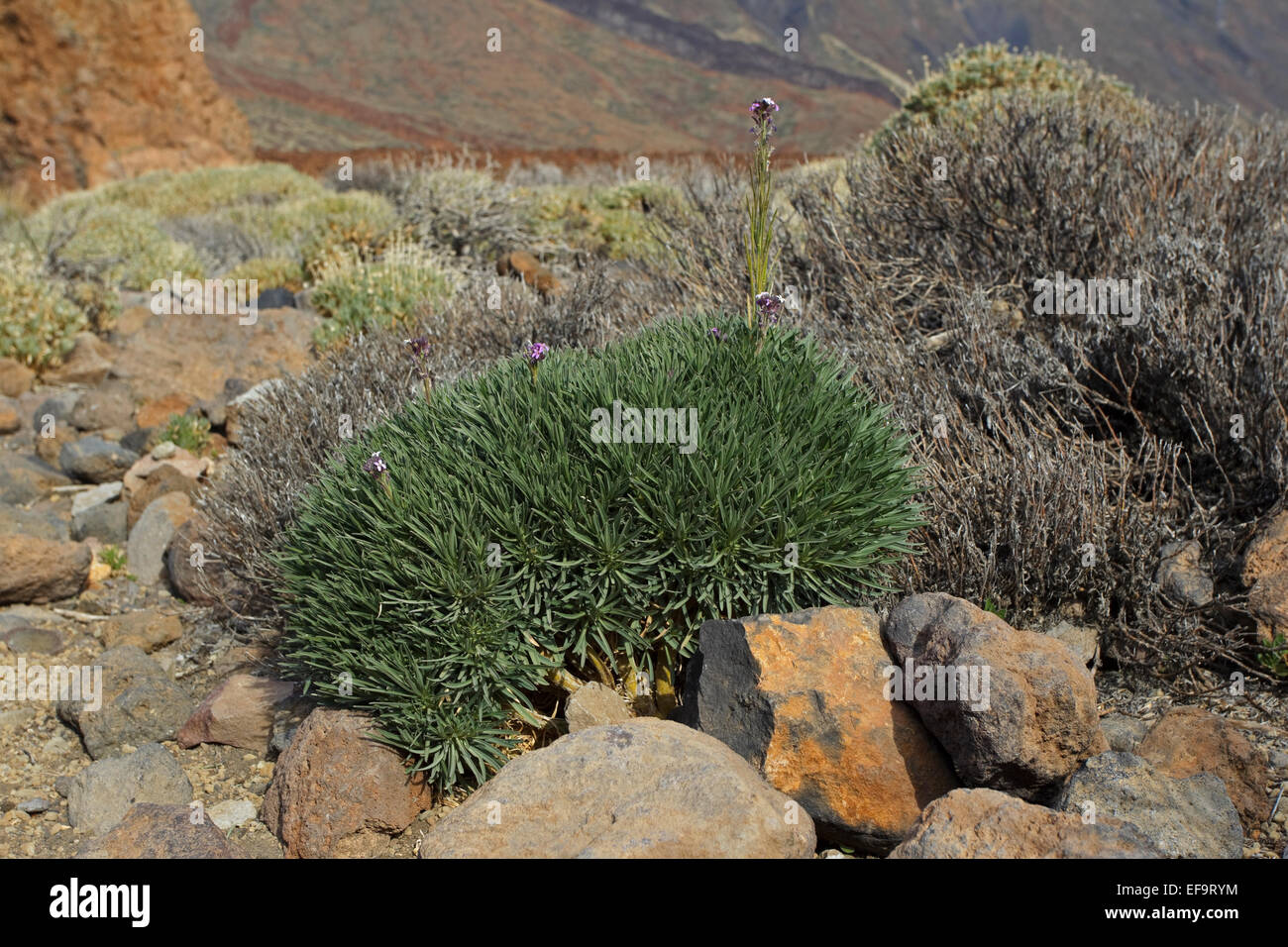 Teide-Margarita,Teide wallflower (Erysimum scoparium), Brassicaceae, Las Cañadas del Teide, Teide National Park, Tenerife Stock Photo