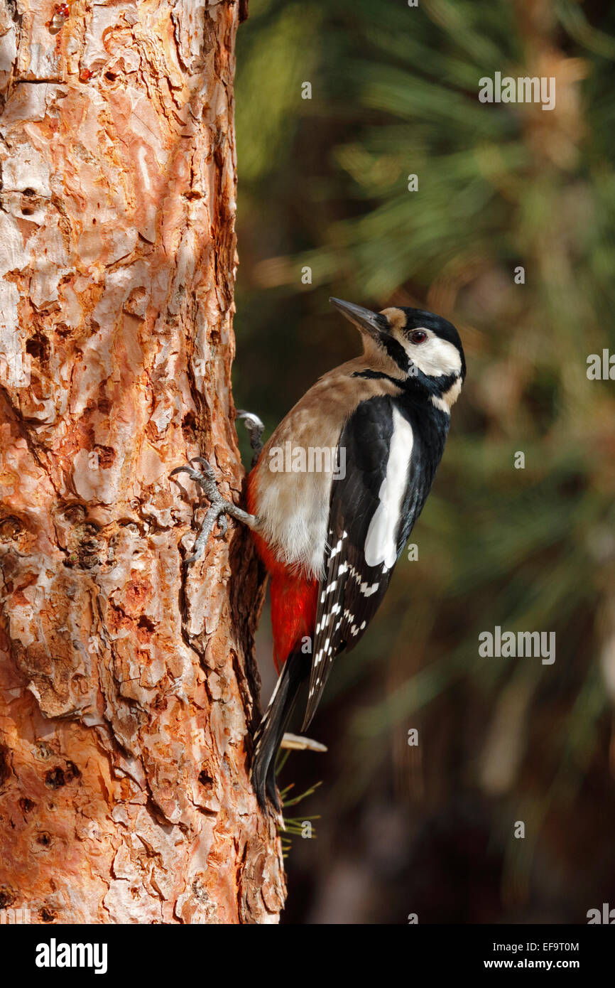 Great Spotted Woodpecker, female (Dendrocopos major canariensis) endemic race for Tenerife, Stock Photo