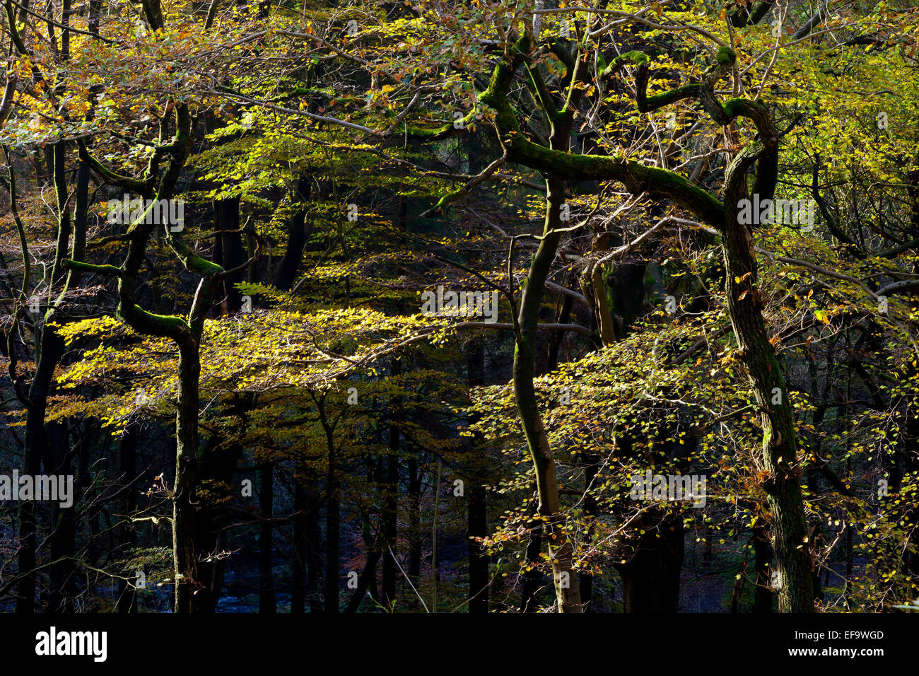 Autumn at Hardcastle Crags a wooded valley near Hebden Bridge in West Yorkshire England UK Stock Photo
