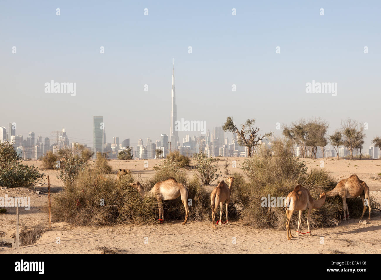 Camels in the desert of Dubai. Burj Khalifa in the background. Dubai, United Arab Emirates Stock Photo
