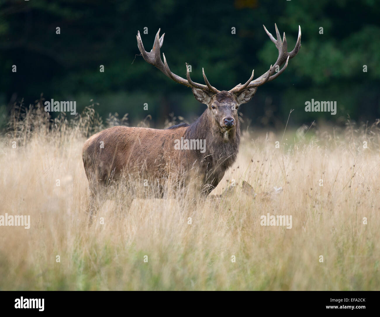 Red Deer, Rothirsch (Cervus elaphus), Germany Stock Photo
