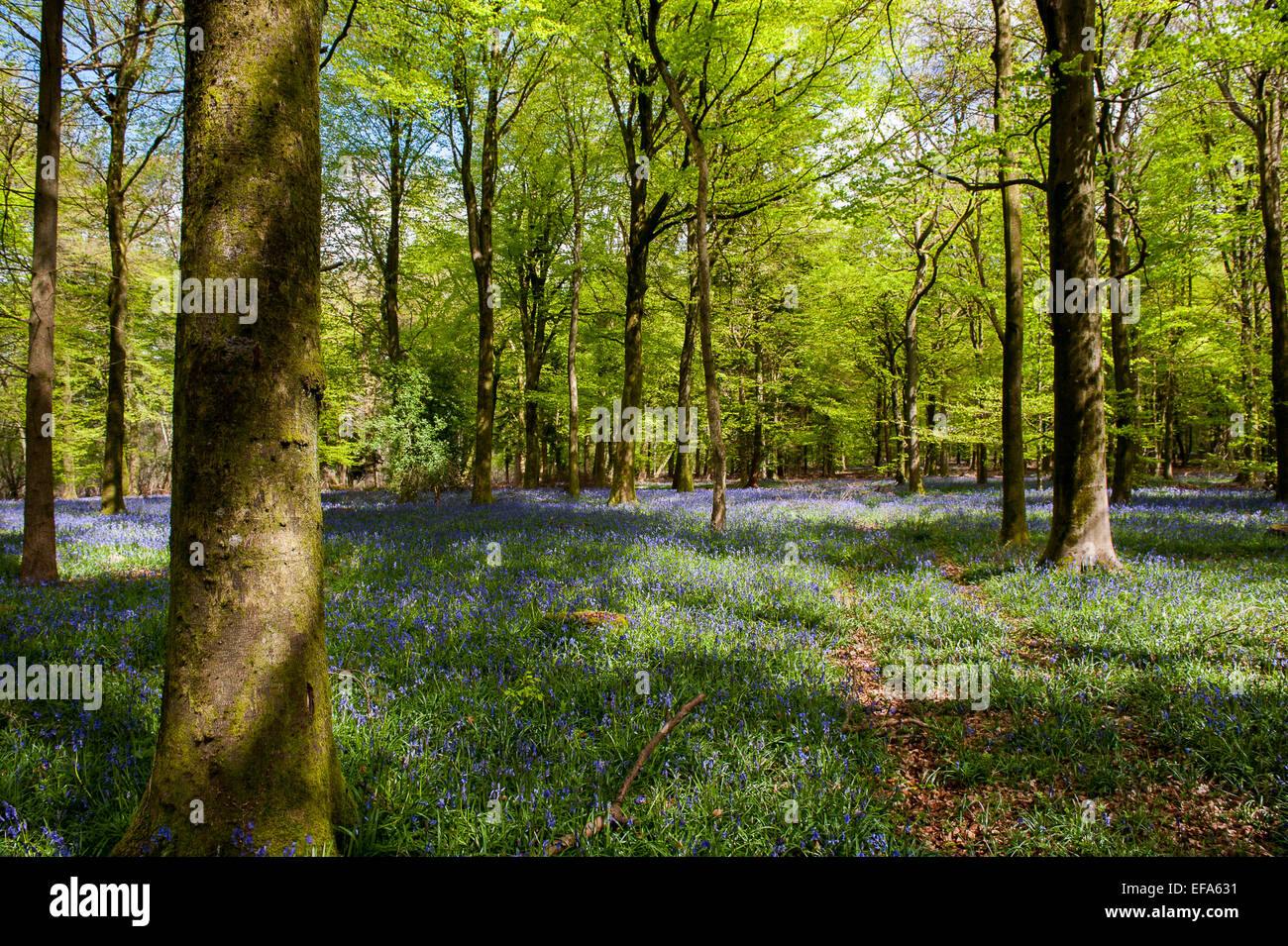 Beautiful spring Bluebells in Grovely Woods Wishford near Salisbury Stock Photo