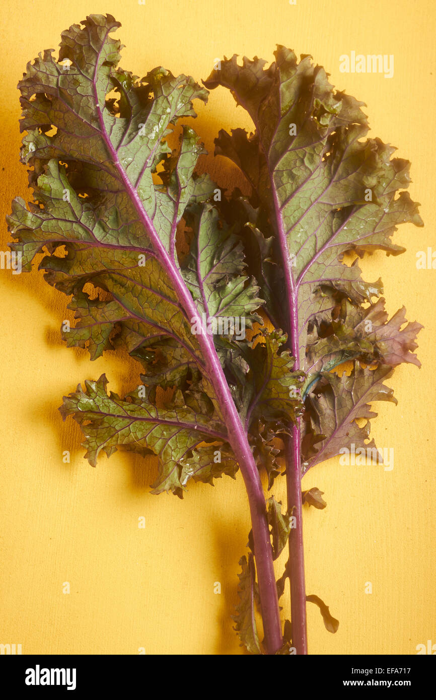 leaves of Red Russian Kale Stock Photo
