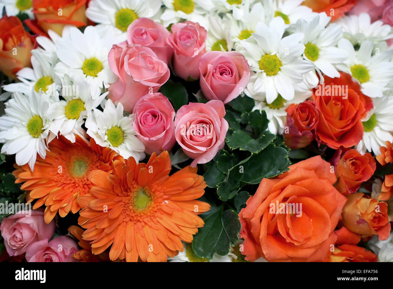 various flower rose gerbera daisy chrysanthemum Stock Photo Alamy
