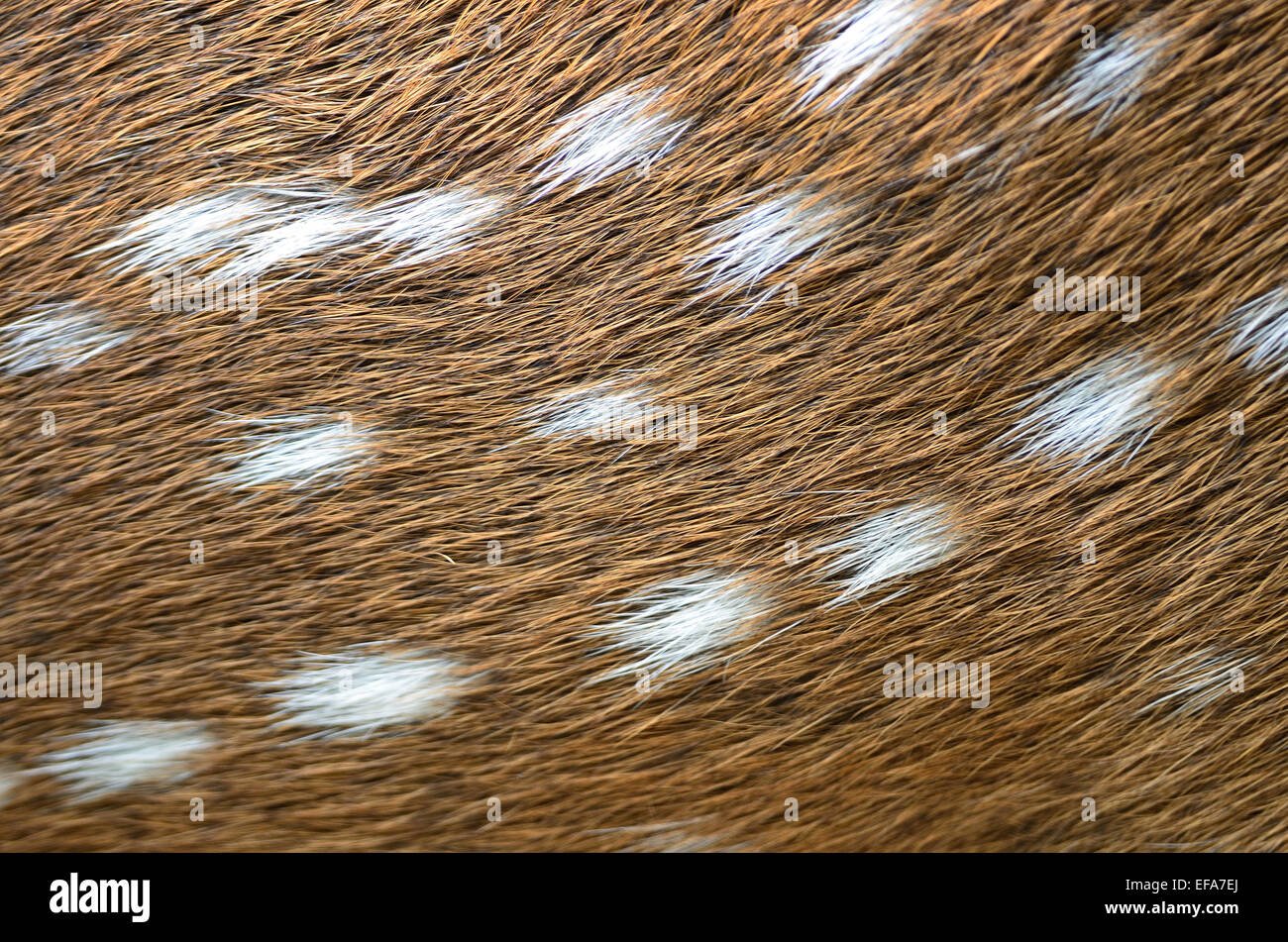 Animal fur, Spotted deer (Cervus axis), background texture skin Stock Photo