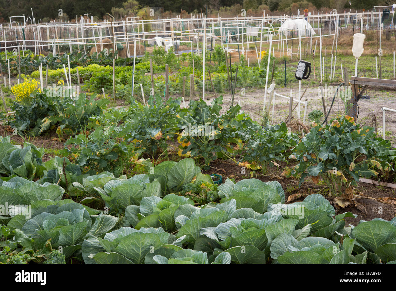 Community vegetable garden, Lake County, Florida, USA Stock Photo