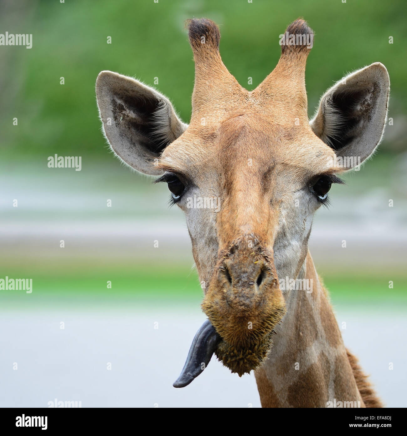 Funny face of Giraffe head Stock Photo