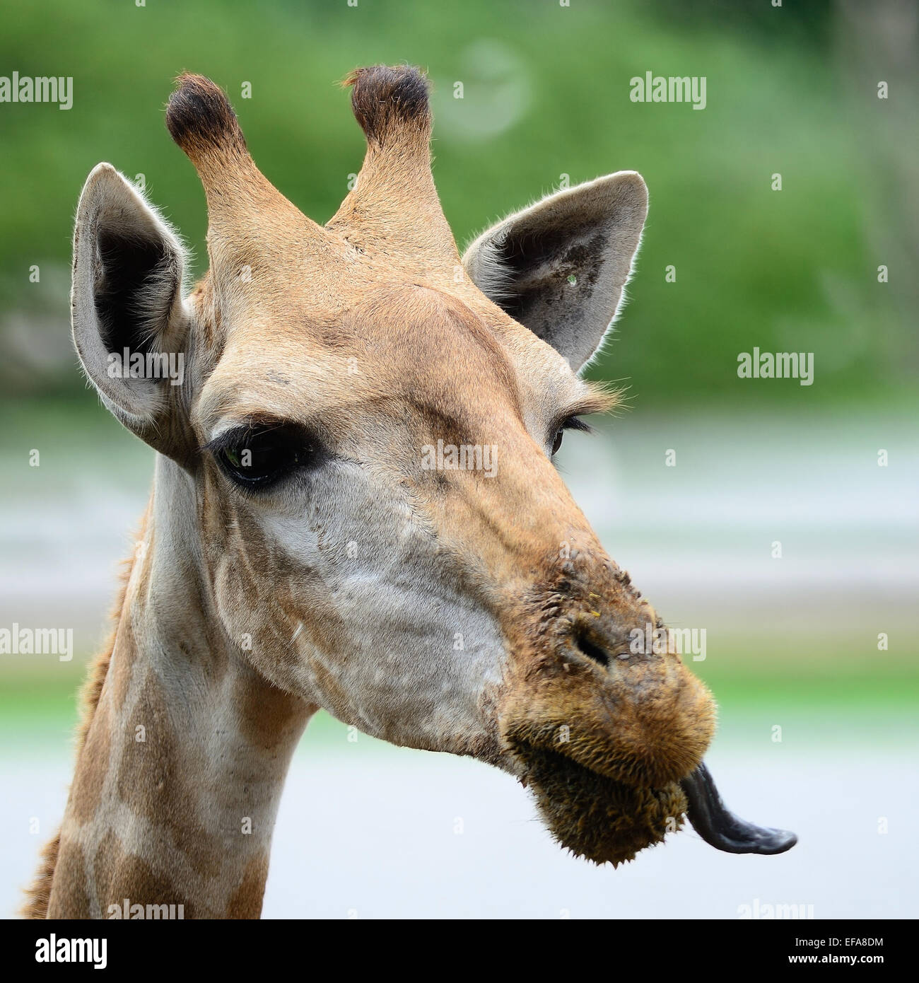 Funny face of Giraffe head Stock Photo