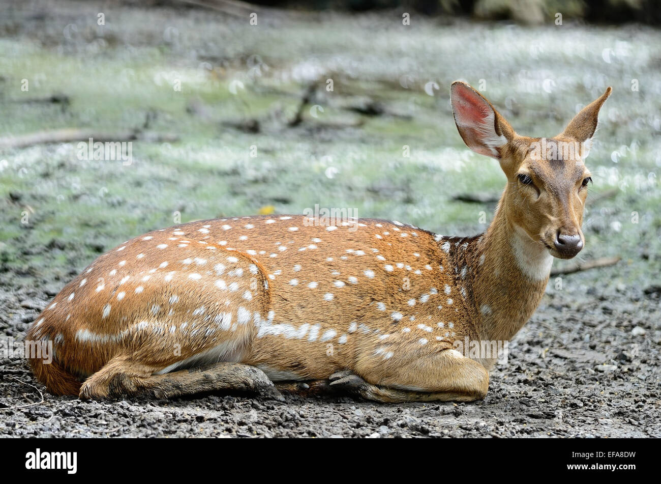 Cervus axis hires stock photography and images Alamy
