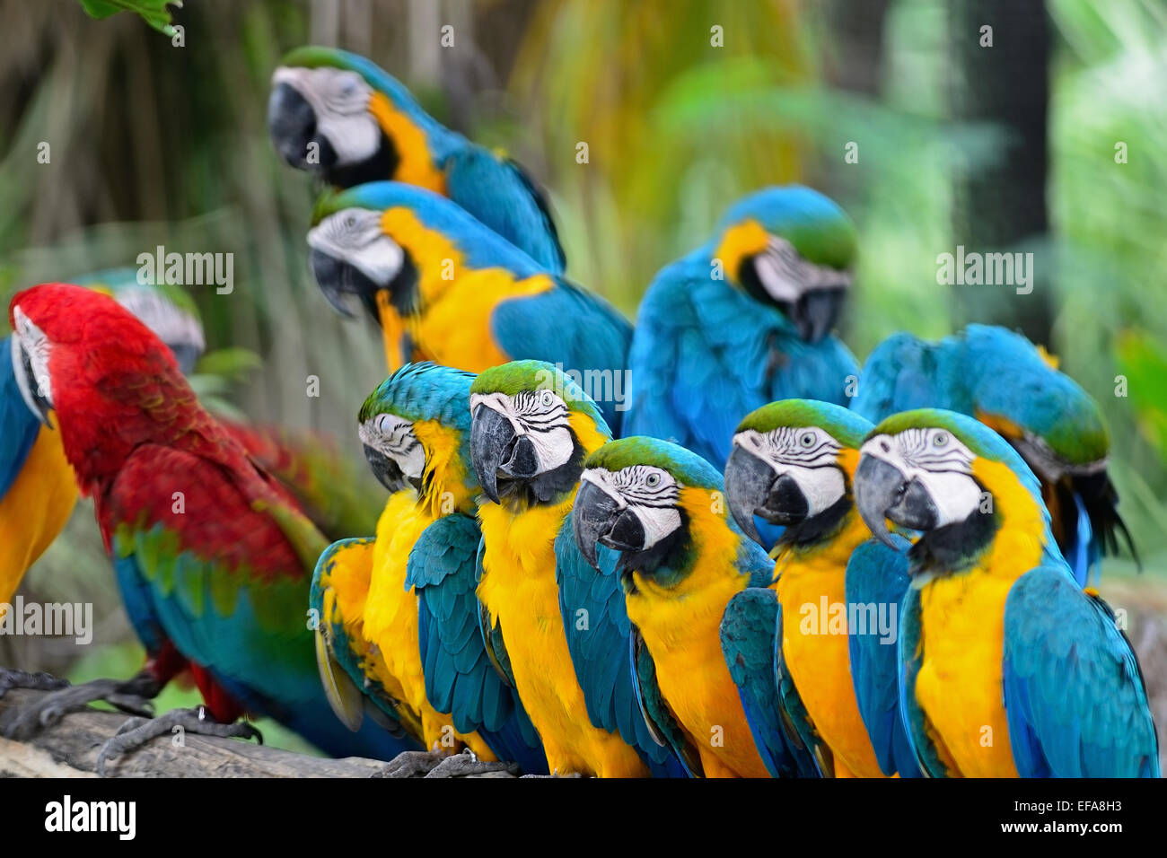 Colorful Macaw, Blue and Gold Macaw aviary, standing on the log Stock ...