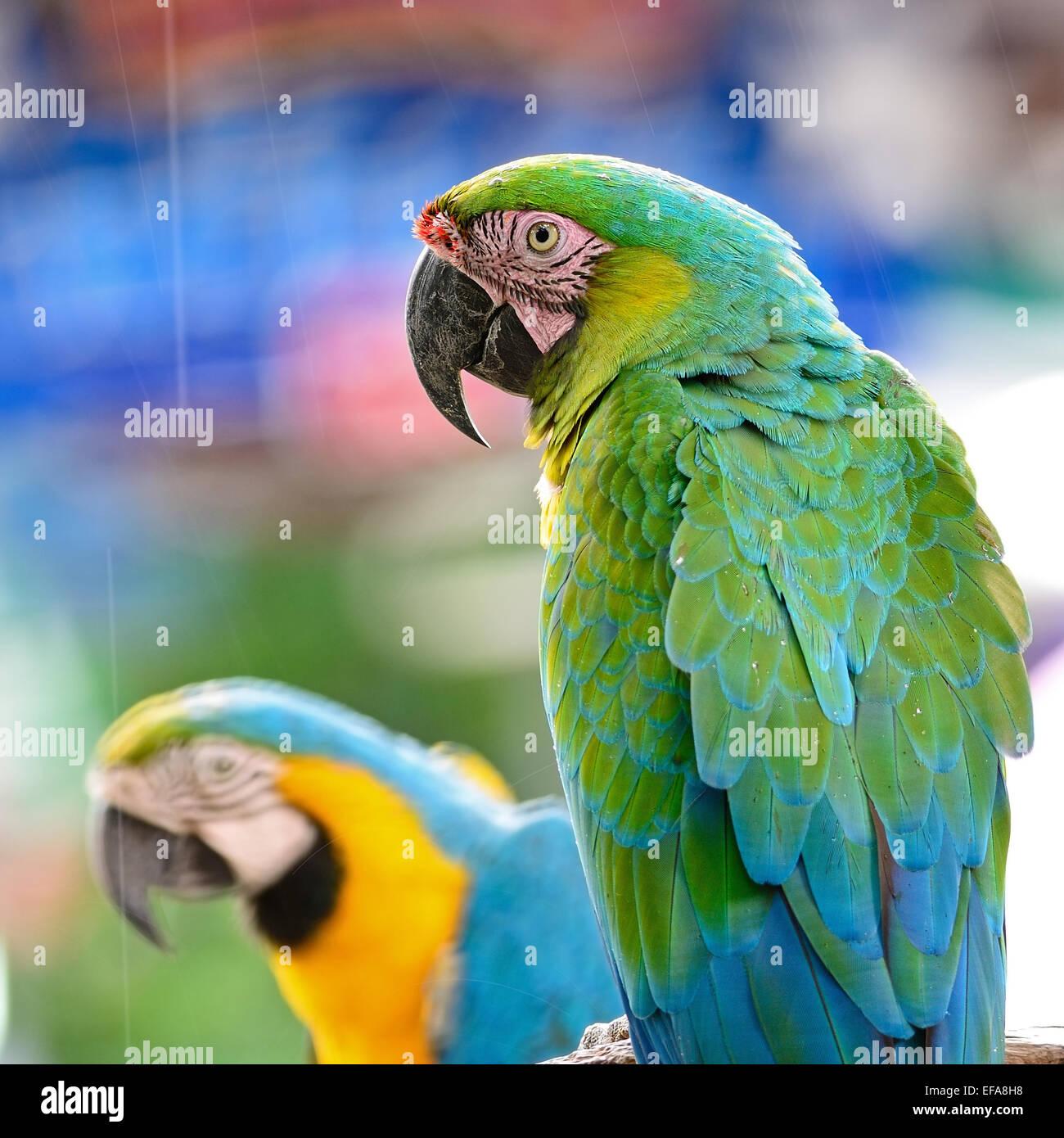 Colorful Macaw, Harlequin Macaw aviary, standing on the log, raining ... - Colorful Macaw Bird Waterfall Aviary For Sale Usa