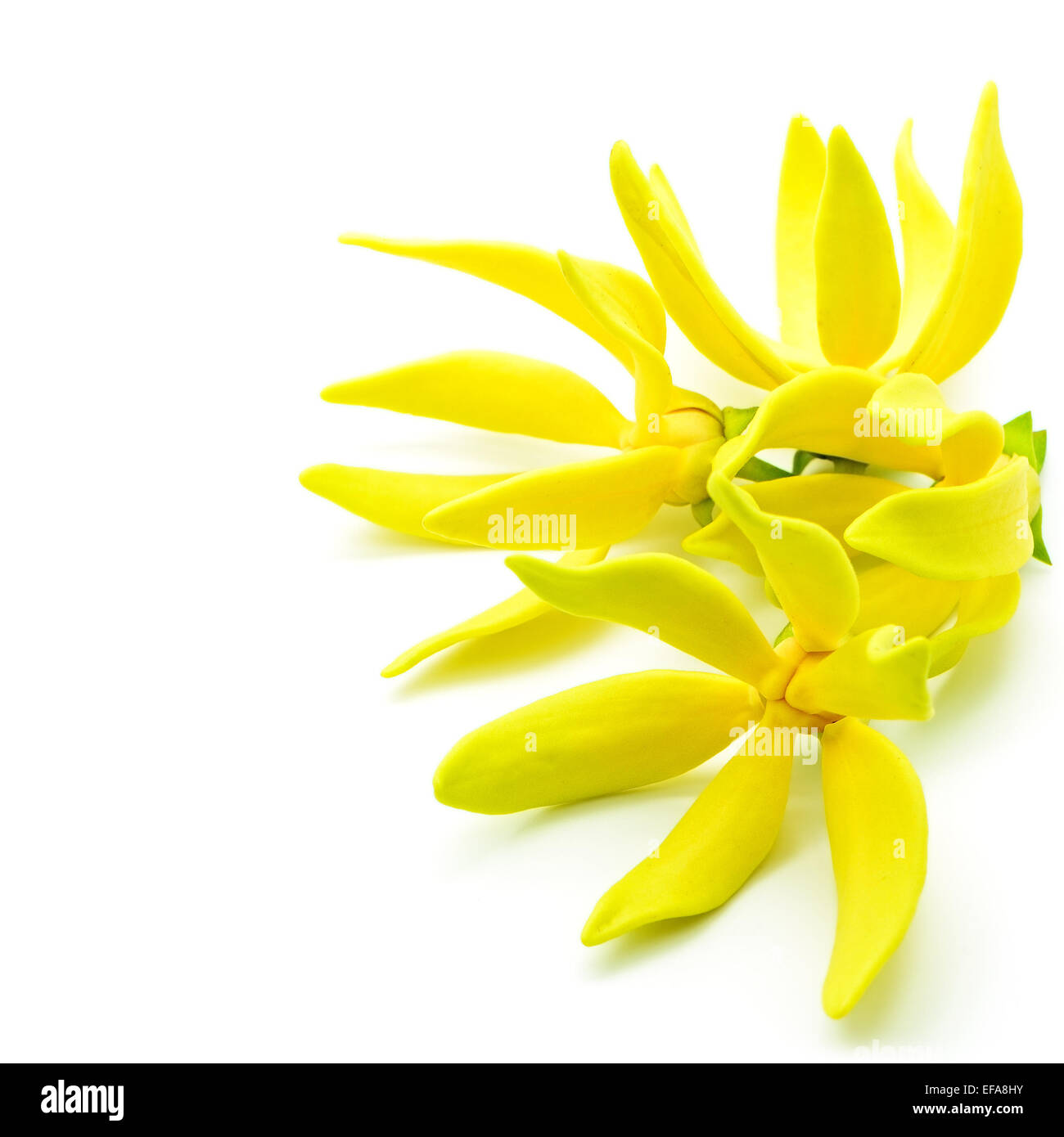 Yellow fragrant flower, YlangYlang flower (Cananga odroata), isolated on a white background