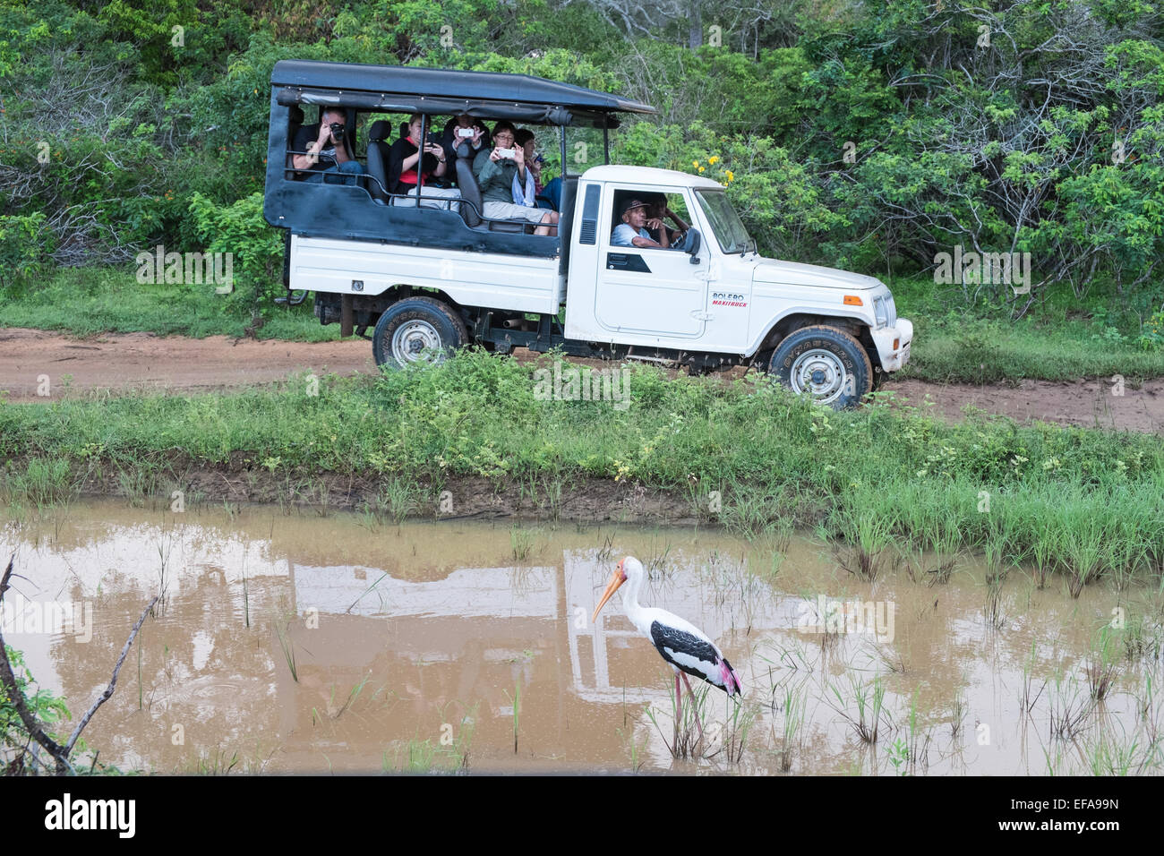 Tourists in jeeps traffic jams while chasing wildlife,especially leopards,painted stork,vehicles.Yala National Park,Sri Lanka. Stock Photo