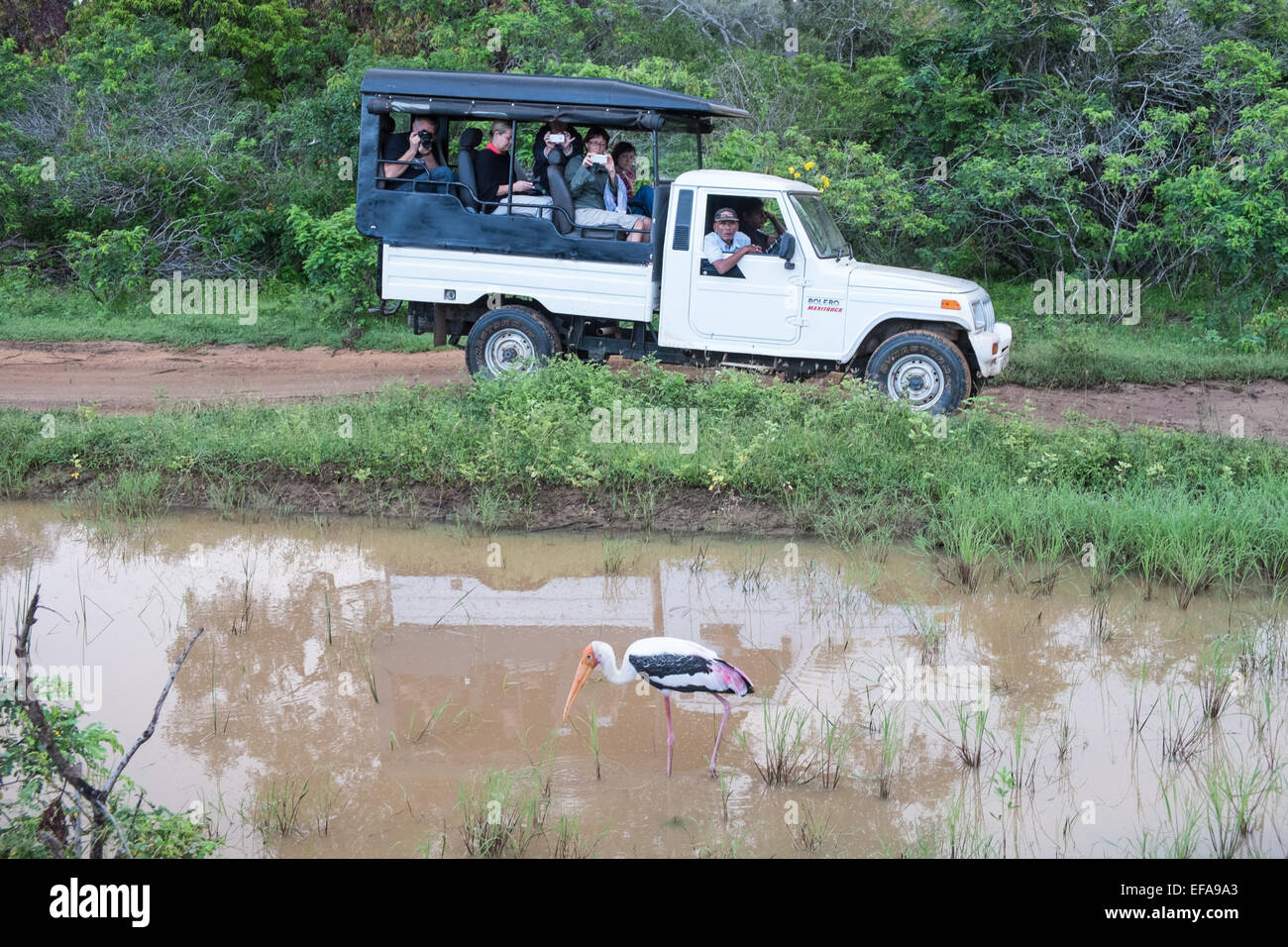 Tourists in jeeps traffic jams while chasing wildlife,especially leopards,painted stork,vehicles.Yala National Park,Sri Lanka. Stock Photo