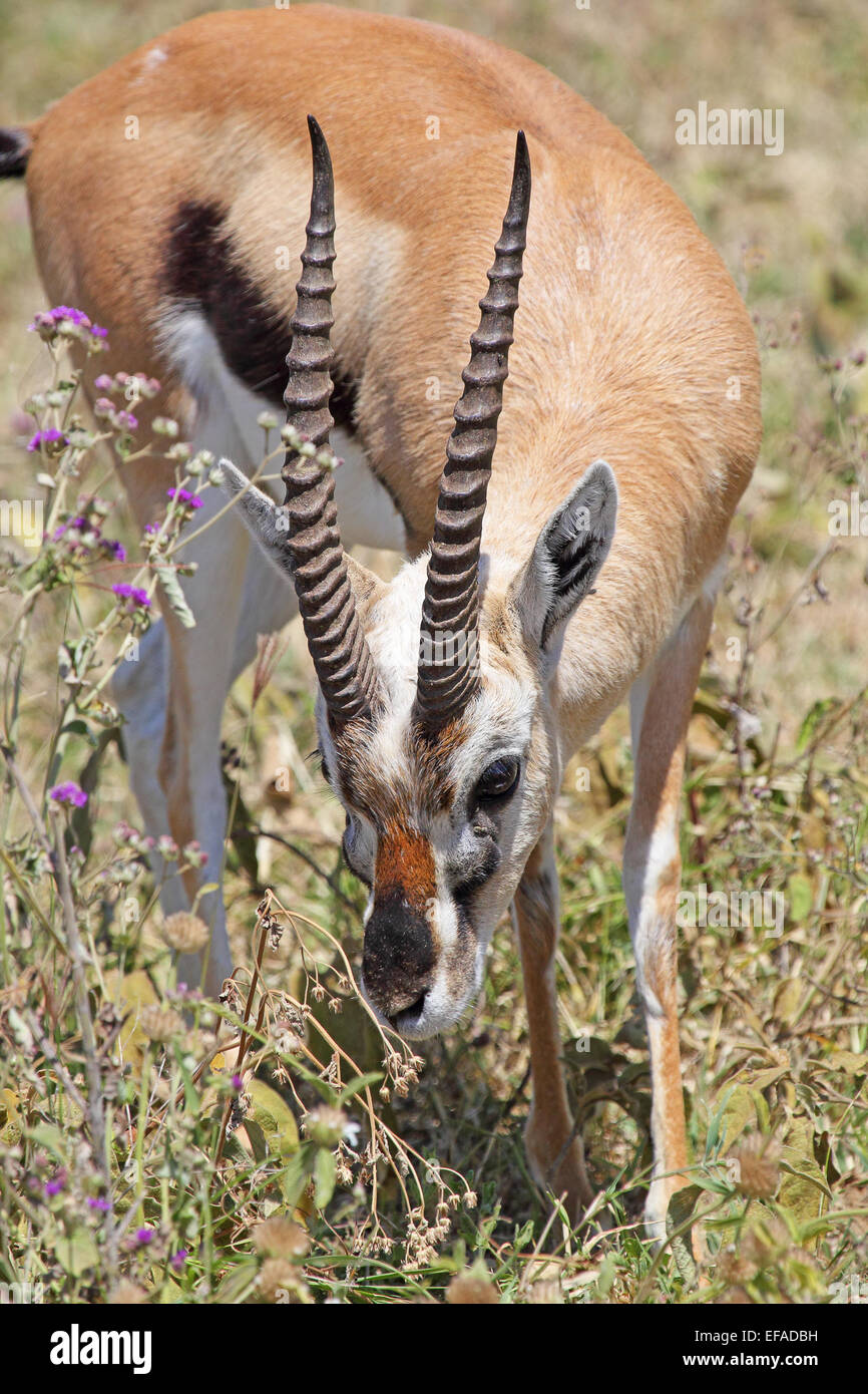 A Thomson's gazelle (Eudorcas thomsonii) grazing in Serengeti National ...