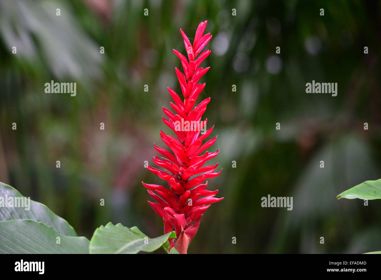 Turmeric curcuma longa flower hi-res stock photography and images - Alamy