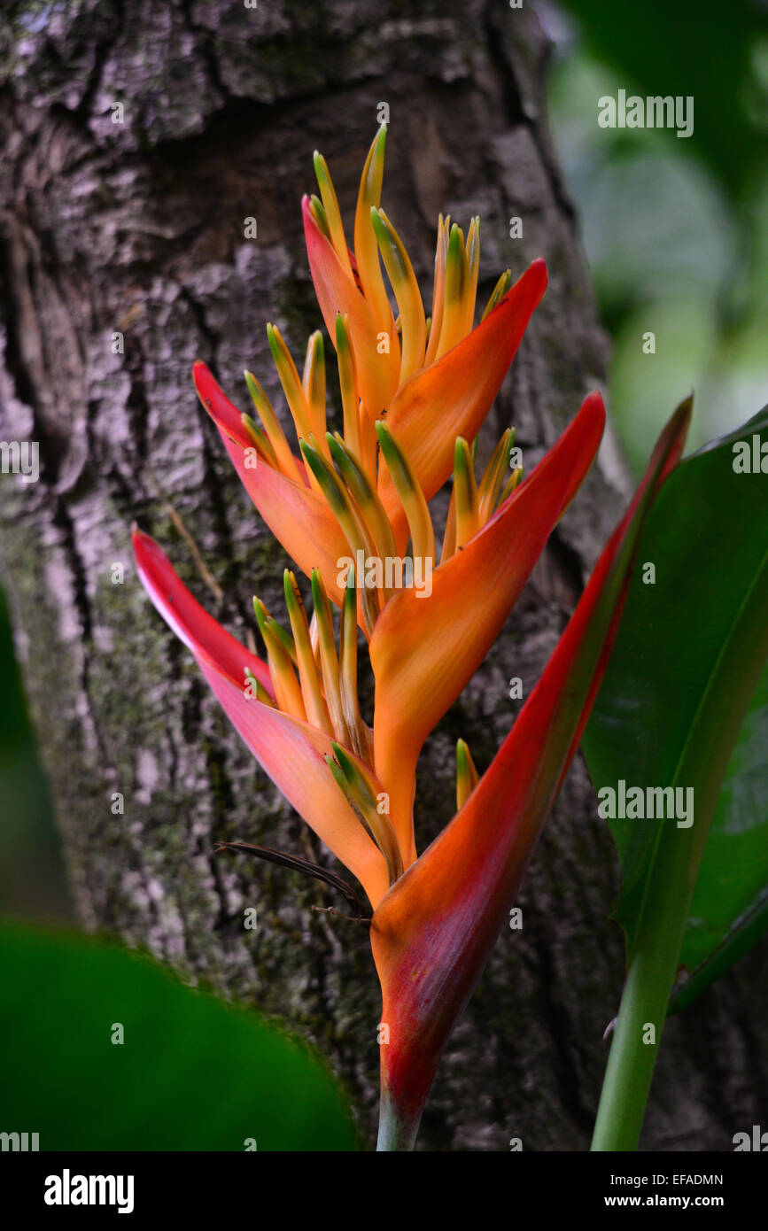 False Bird-Of-Paradise (Heliconia psittacorum), Heliconia hybrid, tropical plant, Reunion Stock Photo