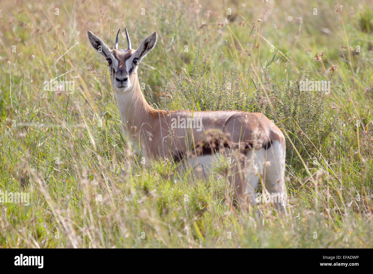 A young Thomson's gazelle (Eudorcas thomsonii) looking at camera in Serengeti National Park, Tanzania Stock Photo