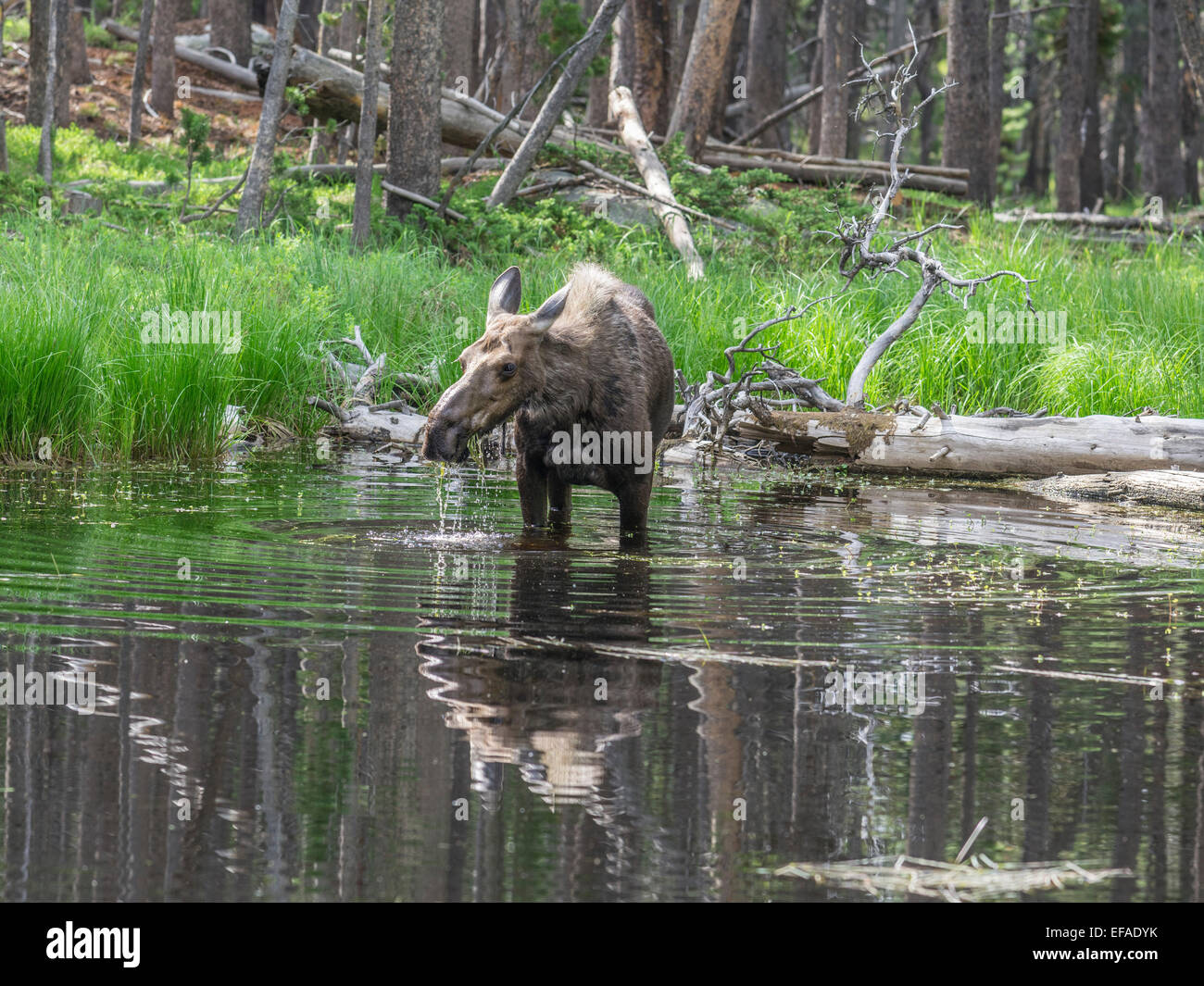 Cow Moose (Alces alces) feeding on aquatic plants in a pond, Lander, Wyoming, United States Stock Photo