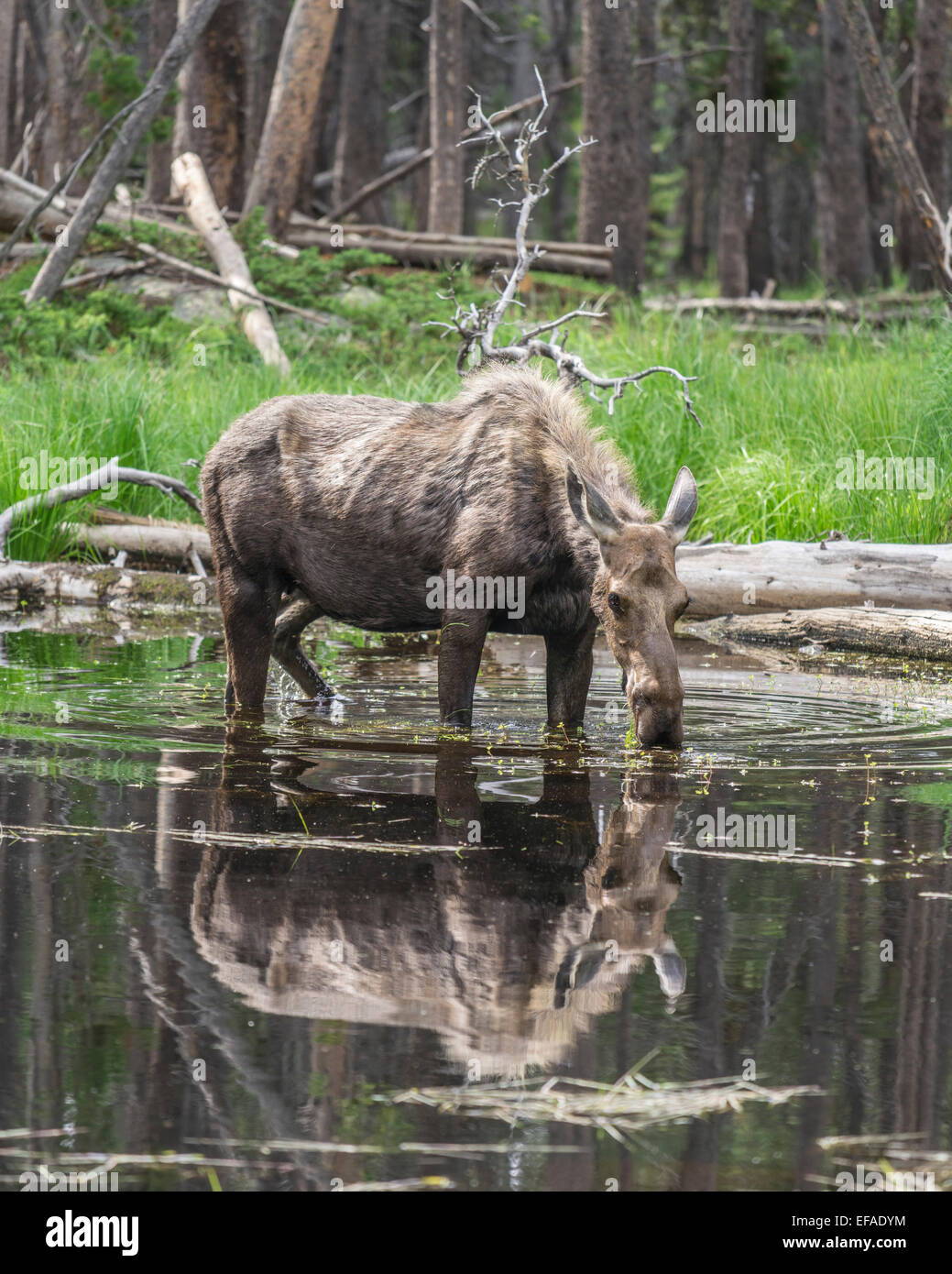 Cow Moose (Alces alces) feeding on aquatic plants in a pond, Lander, Wyoming, United States Stock Photo