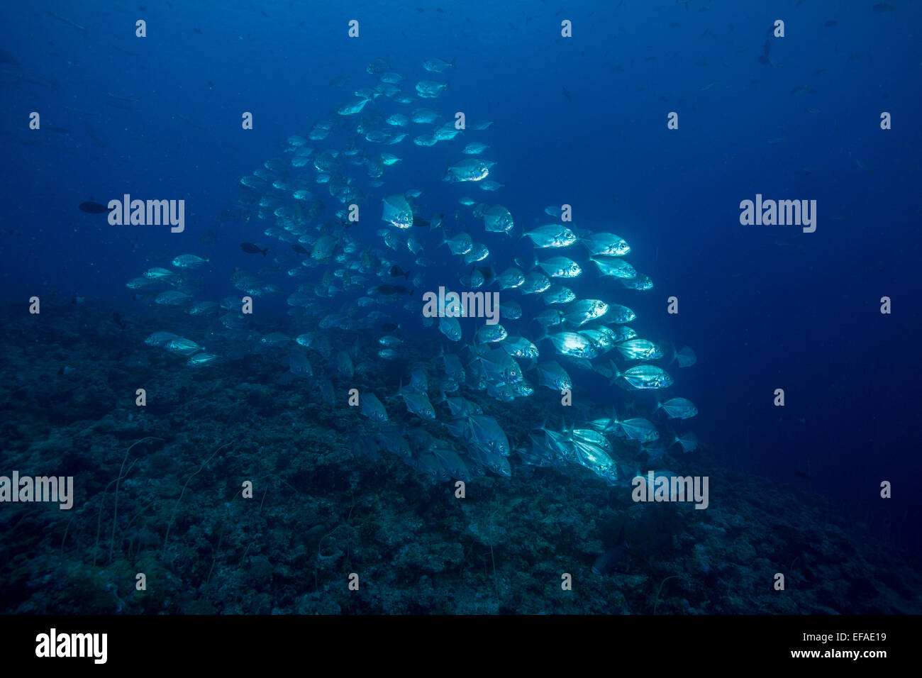 School of Bigeye Trevallies (Caranx sexfasciatus), Palau Stock Photo