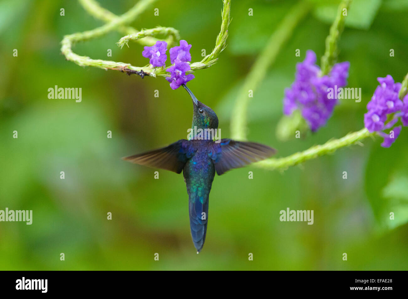 Woodnymph hi-res stock photography and images - Alamy