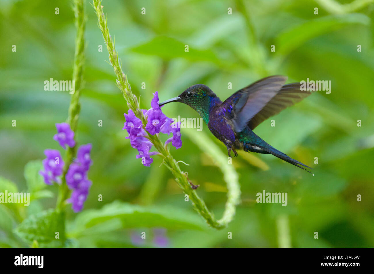 Violet crowned woodnymph hummingbird hi-res stock photography and ...