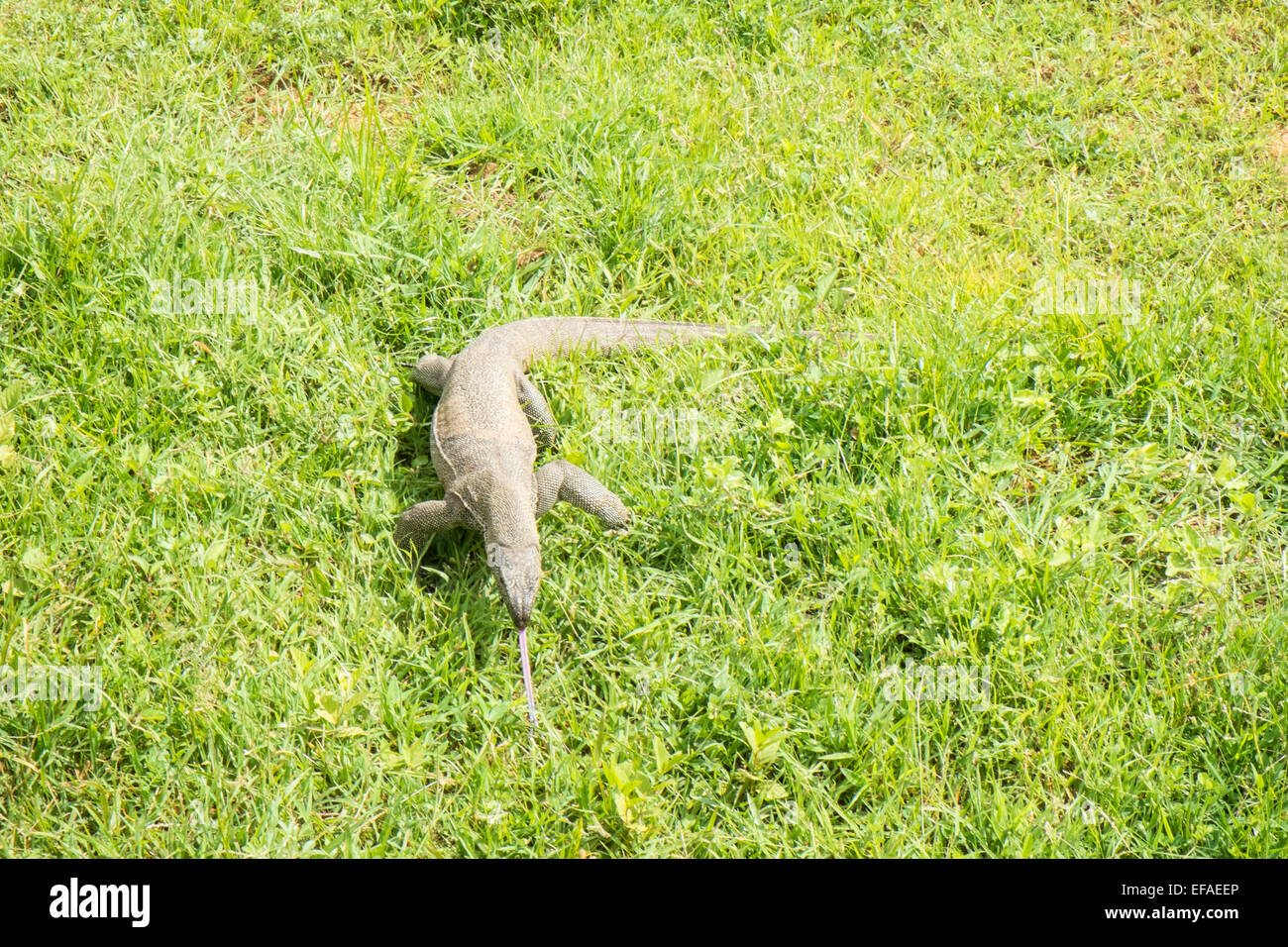 Indian Monitor Lizard at Yala National Park.Sri Lanka. Stock Photo