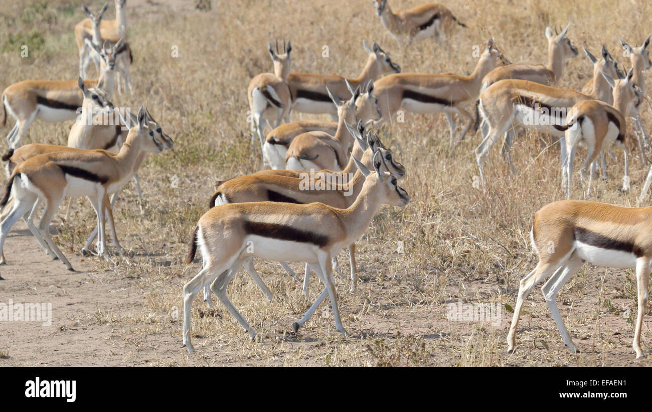 A herd of Thomson's gazelle (Eudorcas thomsonii) walking in Serengeti ...