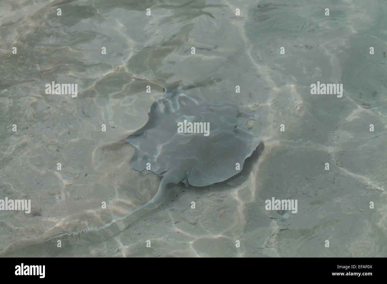 Batoldea, Rajiformes,  flattened cartilaginous fishes in water (Razza nell'acqua) Stock Photo