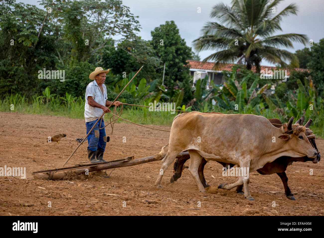 Cuban farmer on a cattle-drawn plow, Viñales, Pinar del Rio Province, Cuba Stock Photo