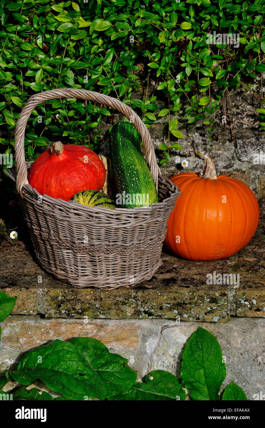 Autumn harvest - pumpkins and marrows in a basket UK Stock Photo - Alamy