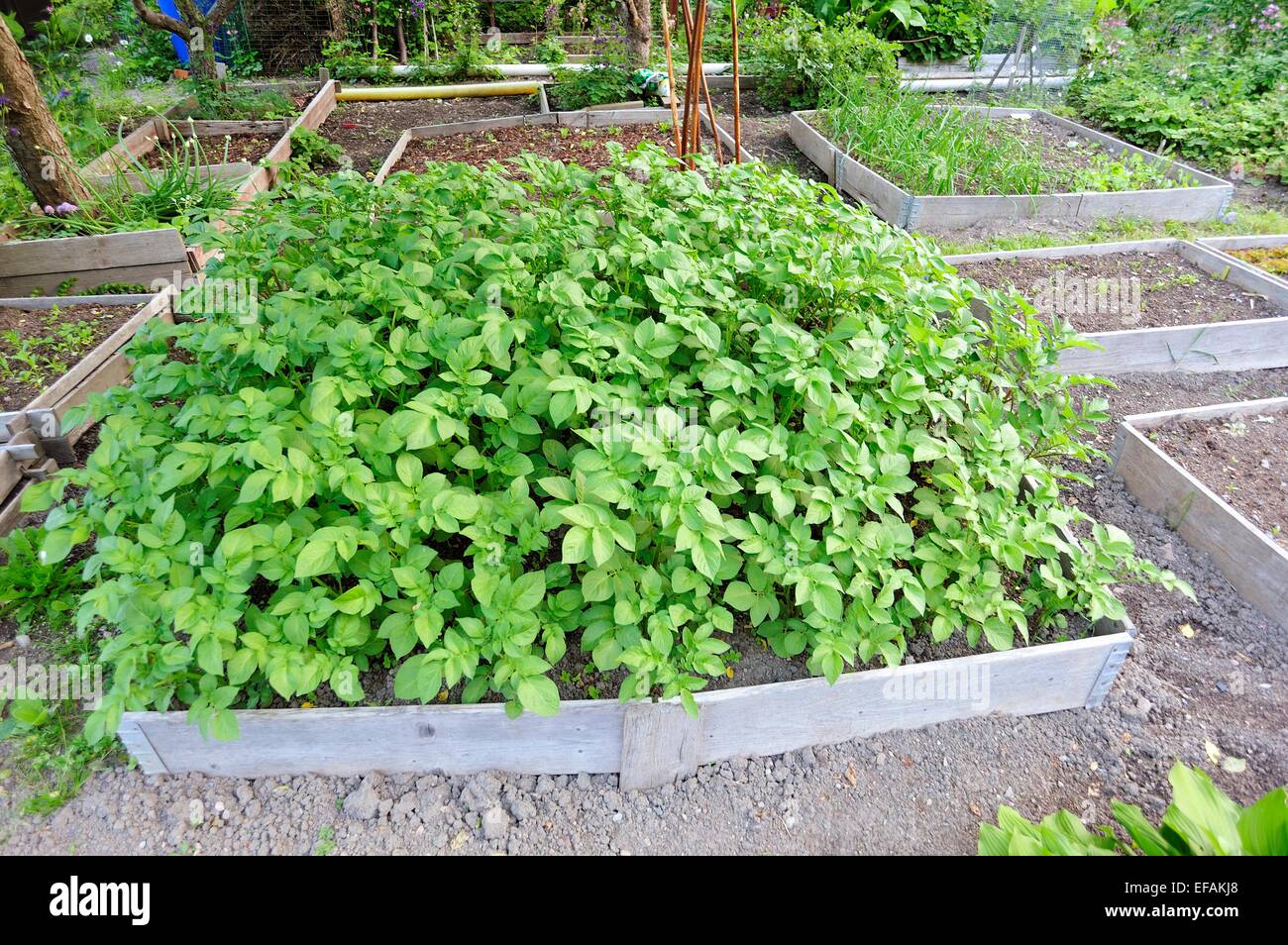 Organic Gardening Stock Photo