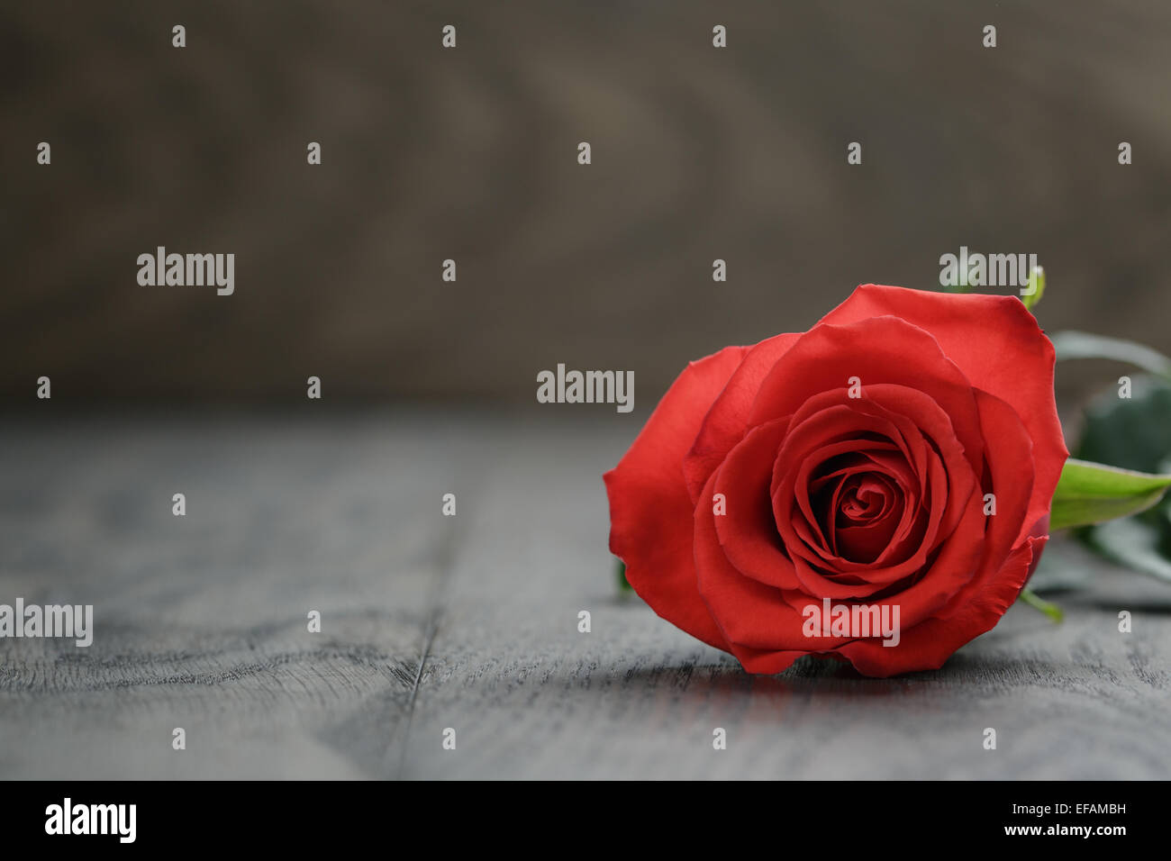 One red rose on oak wood table Stock Photo - Alamy