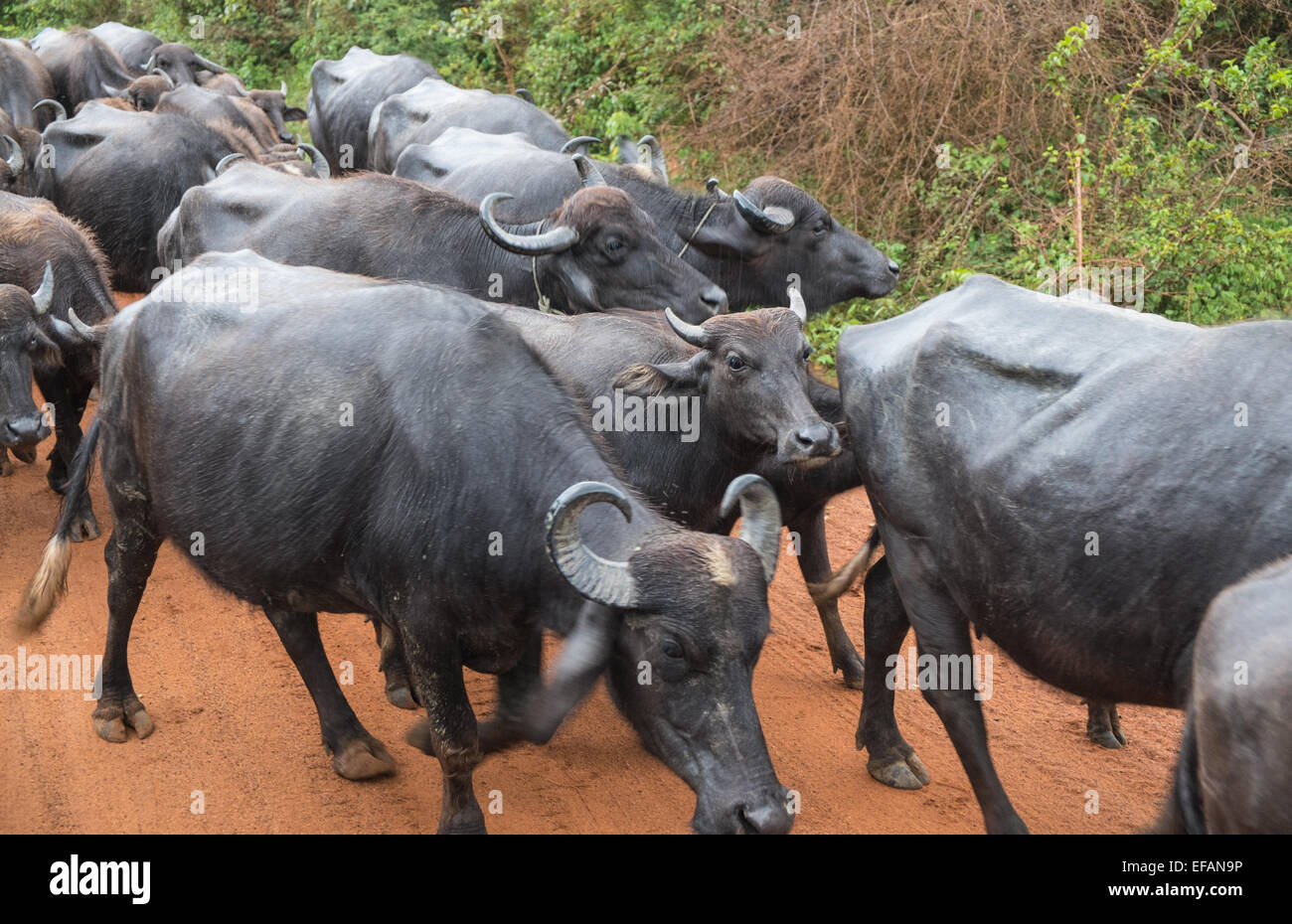 Local Buffalo Water buffalo at Yala National Park.Sri Lanka Stock Photo - Alamy