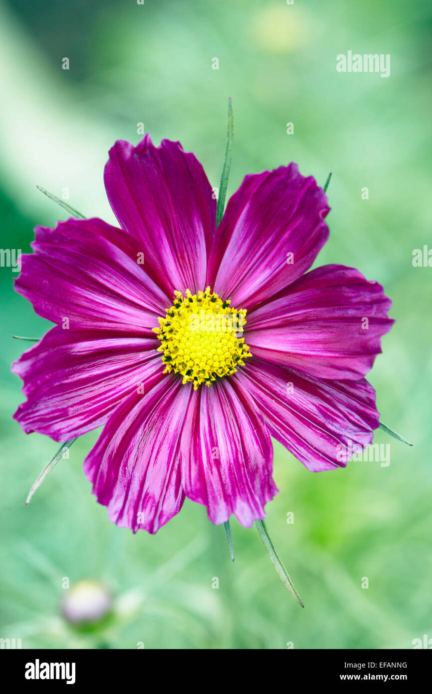 Close-up of the annual garden flower Cosmos Stock Photo