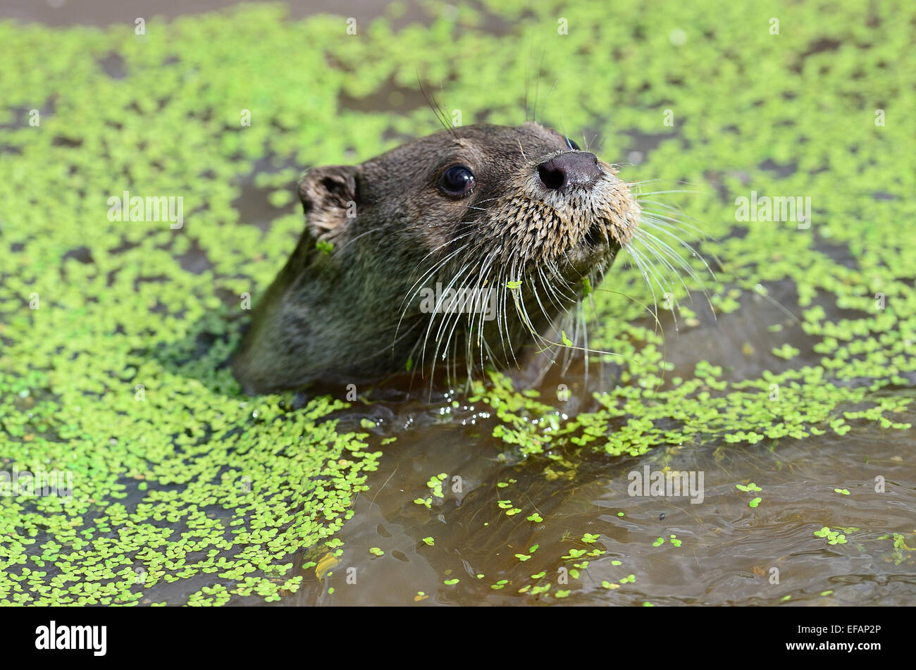 A wet otter surrounded by duckweed UK Stock Photo