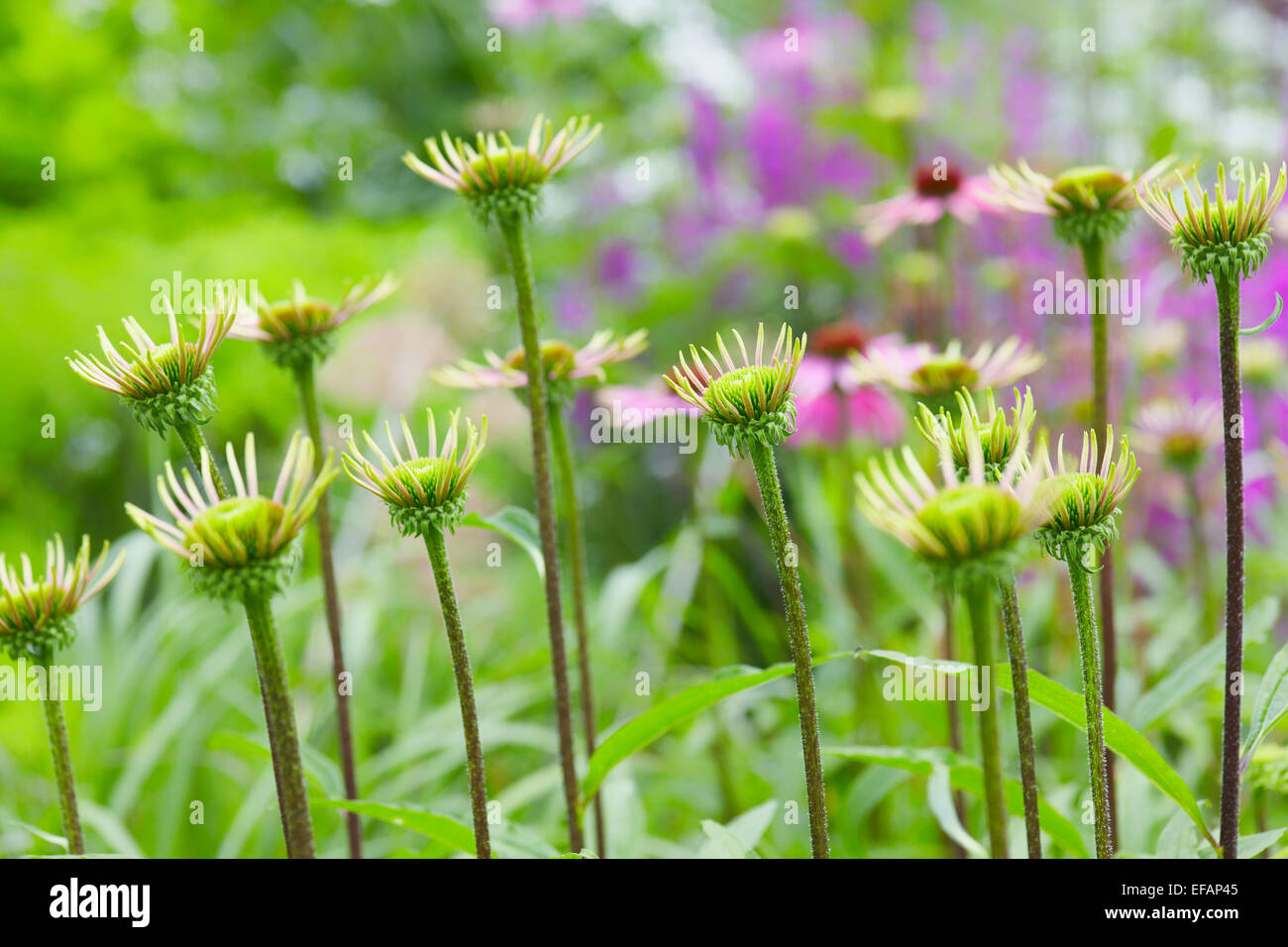 Cone flower opening in an English cottage garden Stock Photo Alamy