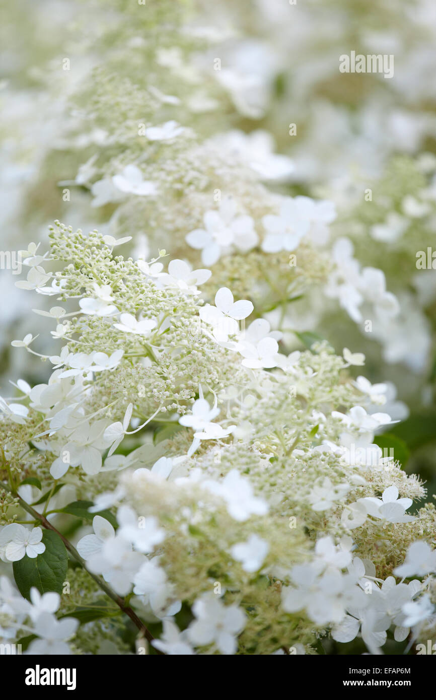 White flowerheads of Hydrangea paniculata Grandiflora Stock Photo