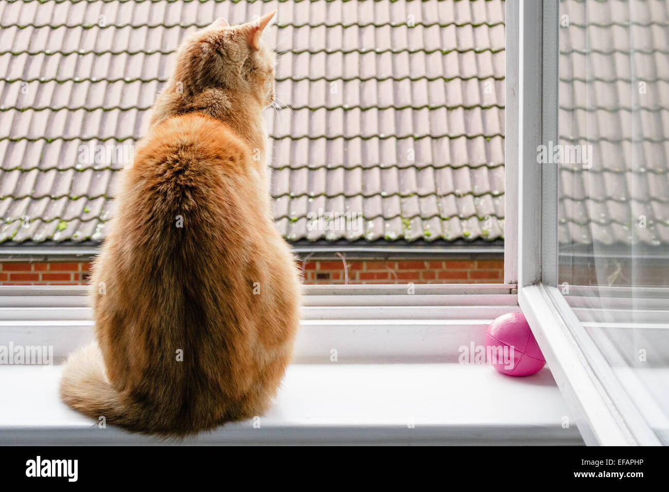 A cat looking out of a window, photo: January 04, 2015. Stock Photo