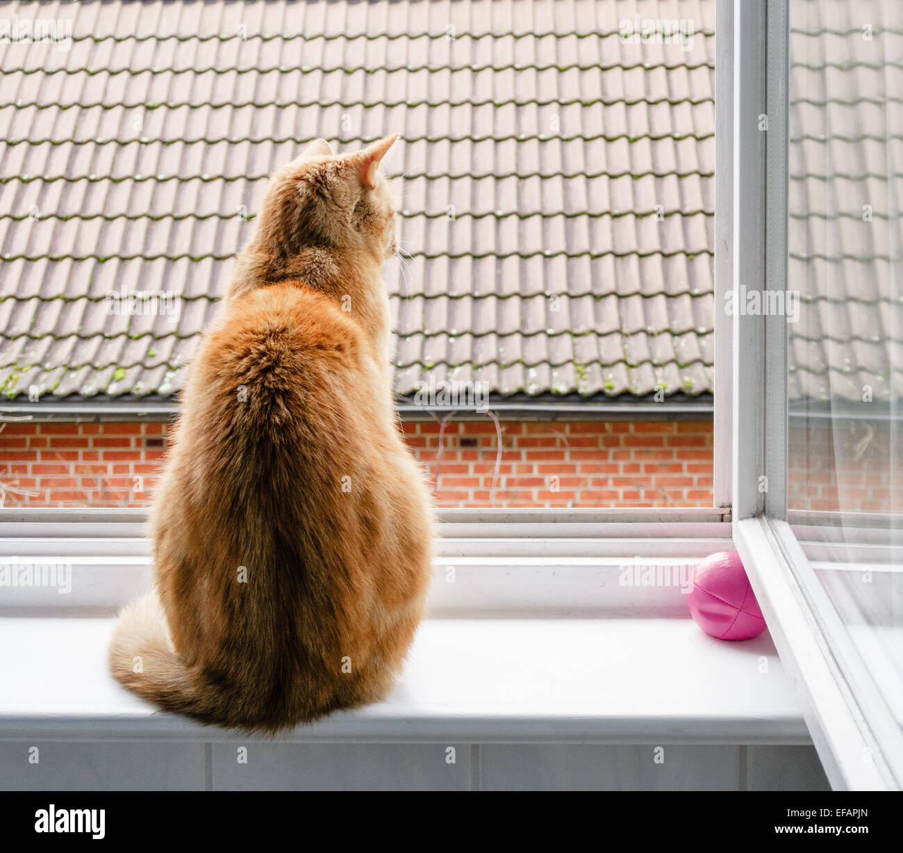 A cat looking out of a window, photo: January 04, 2015. Stock Photo