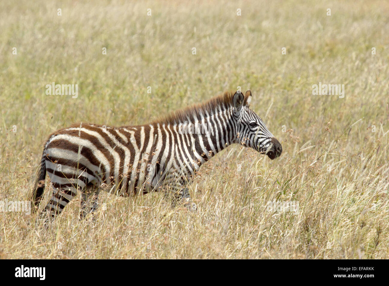 A common zebra, Equus Quagga, walking in the savannah in Serengeti National Park, Tanzania Stock Photo