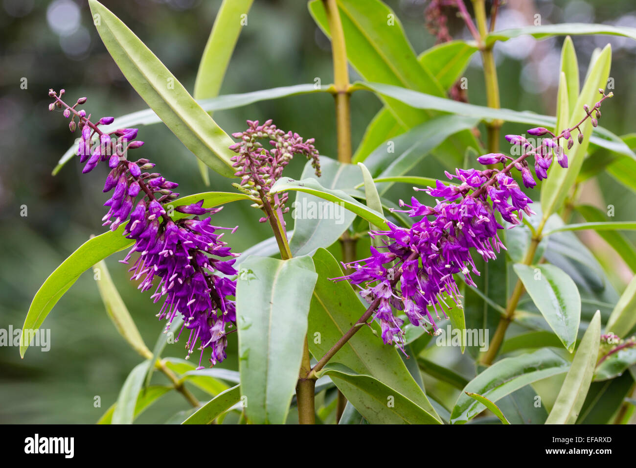 January flower heads of the large bloomed Hebe macrocarpa var latisepala, a tender New Zealand native Stock Photo
